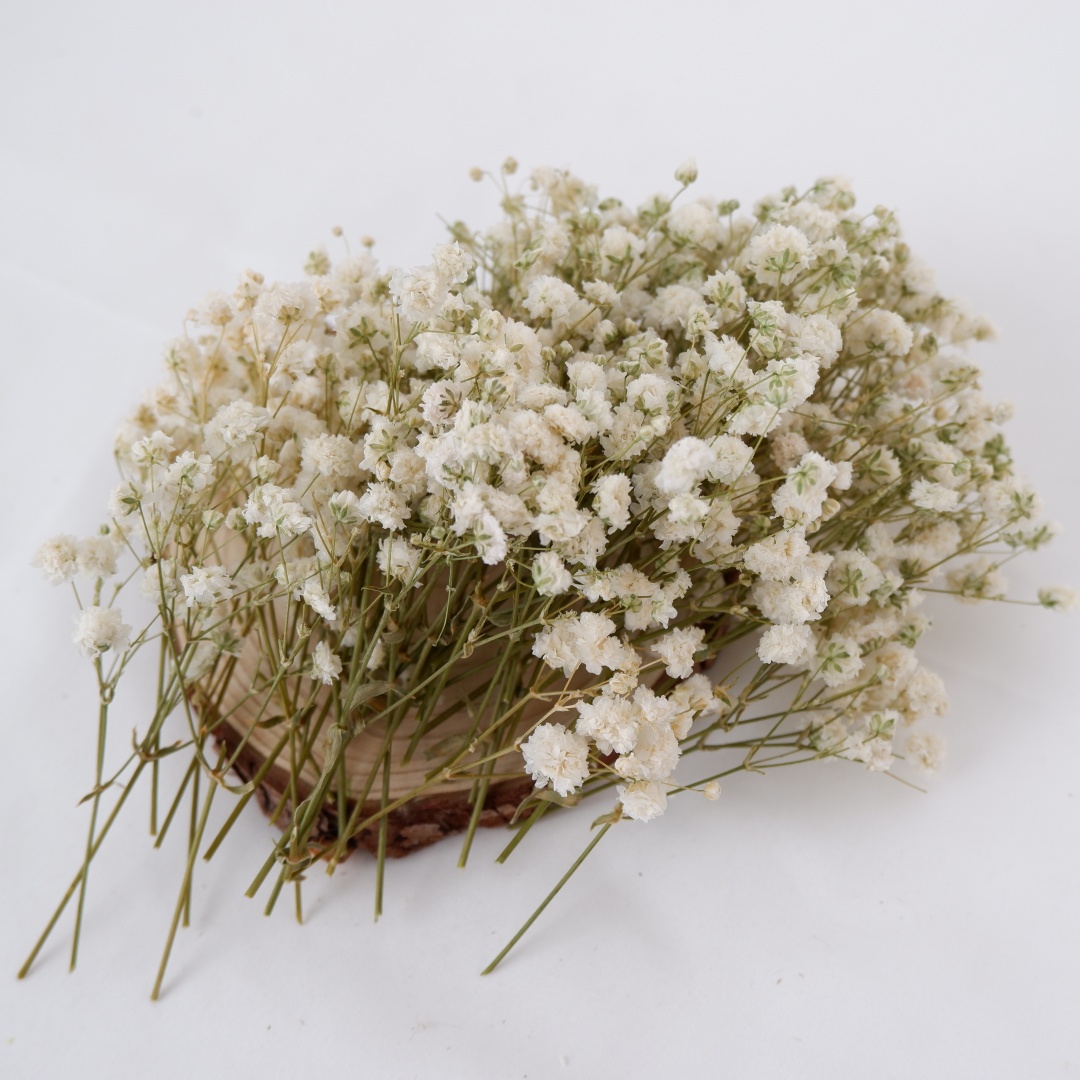 زهور مجففة بيضاء صغيرة مجففة ل - مراجعة Baby Breath Dried وسعره